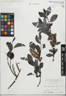 Foto von Salix glabra Scop.